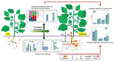 植物吸收重金屬|農作物篇 三 植物保護章 四、公害 三 重金屬及微量元素對作物之影響